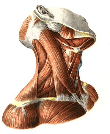 Musculus sternohyoideus