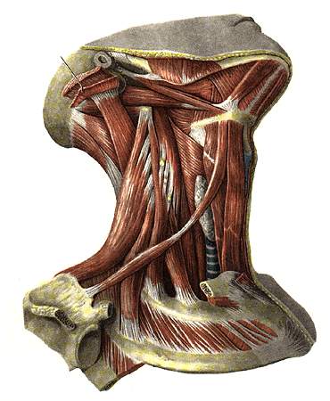 Musculus omohyoideus