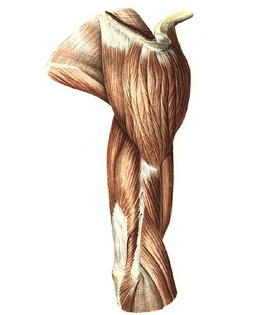Musculus deltoideus, дельтовидная мышца