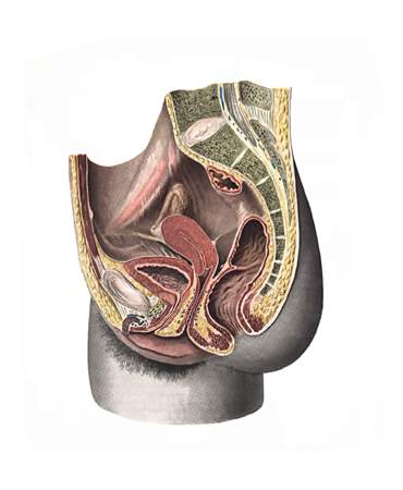 Vagina, влагалище (от греч. colpos), поперечный разрез