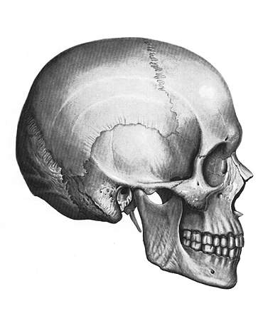кости черепа вид с боку