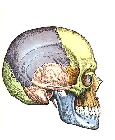 кости черепа вид с боку схема