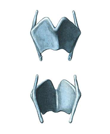 гортань - cartilago thyroidea