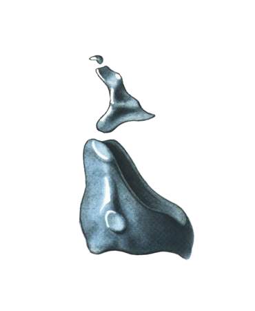 гортань - cartilagines cuneiformes