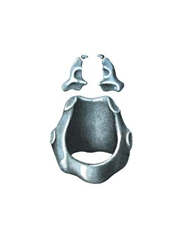 гортань - cartilago cricoidea