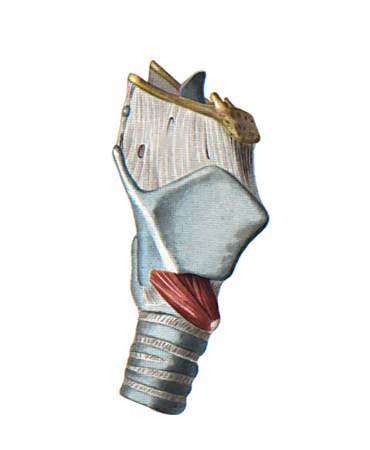 гортань - cartilago triticea