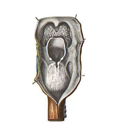 гортань - aditus laryngis