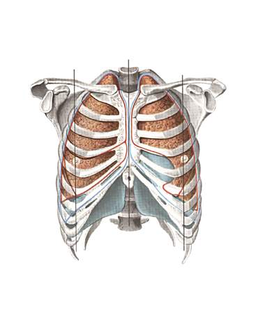 лёгкие - топография по отношению к грудной клетке