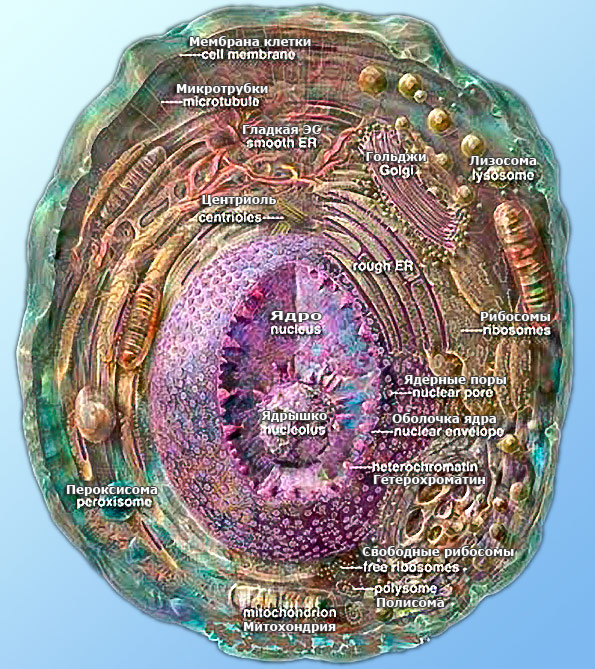 Схема строения животной клетки
