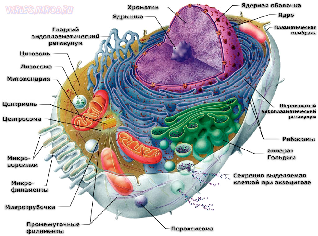 Схема строения животной клетки по данным электронного микроскопа